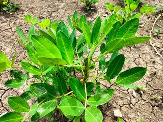 Peanut tree. Single young peanut plant in the garden. Selective focus.

