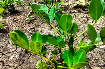 Peanut tree. Single young peanut plant in the garden. Selective focus.
