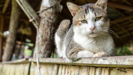 an adult cat sitting on a fence with an adorable gaze
