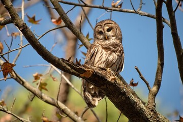 Alabama Barred Owl