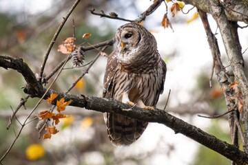 Alabama Barred Owl