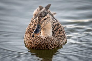 Female Mallard