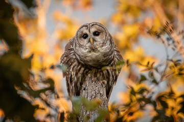 Alabama Barred Owl