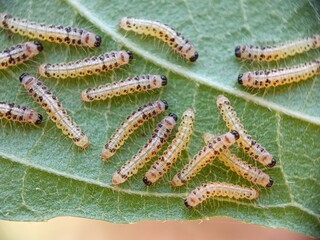 caterpillar on a branch