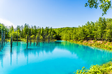 北海道美瑛町の青い池。　夏、七月。