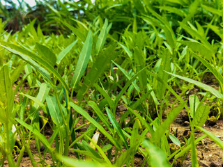 Selective focus. Kangkung, is a plant that belongs to the type of vegetables and is grown as food. Kangkung is sold in many markets.
