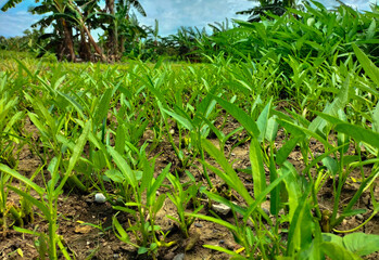 Fototapeta premium Selective focus. Kangkung, is a plant that belongs to the type of vegetables and is grown as food. Kangkung is sold in many markets. 