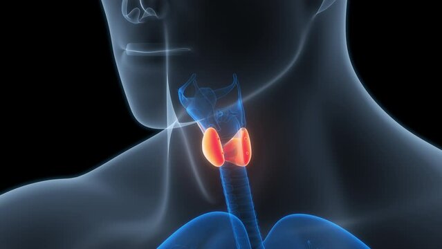 Human Body Glands Thyroid Gland Anatomy Animation Concept