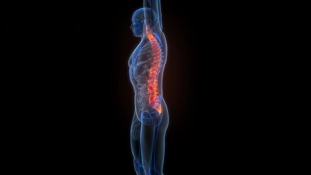 Spinal Cord Vertebral Column of Human Skeleton System Anatomy Animation Concept