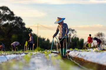 Asian farmer is using hose to watering young vegetable seedling in mulching film field for growing...