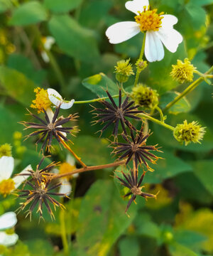 Photo of Biden alba or Spanish Needle, Scientific Name Bidens pilosa L. Are weeds and herbs. Beautiful white flower with blurred natural background.
