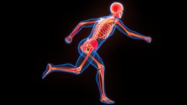 Human Skeleton System Bone Joints Anatomy Animation Concept