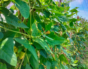 Close Up. Cowpea or long bean agriculture background. Long green bean farming. Fresh Yard Long beans bean in garden.
