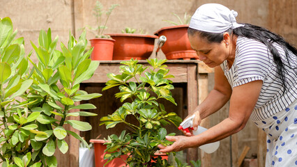 Adult woman watering the plants in the vegetable garden, sustainable urban agriculture concept.