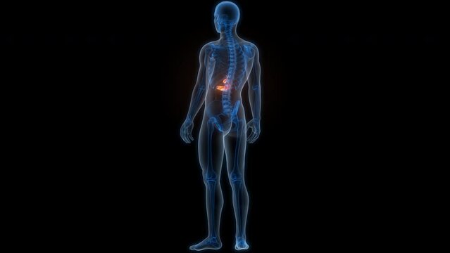 Human Internal Organ Pancreas with Gallbladder Anatomy Animation Concept