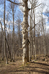Dirt road to the forest, spring walks in nature, the state of nature.