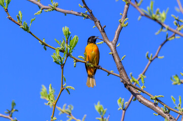  Baltimore Oriole at Magee Marsh