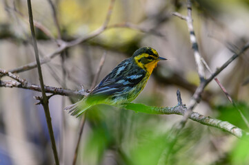 Blackburnian Warbler Immature at Magee Marsh