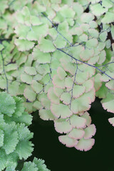 Green leaves foliage of Adiantum maidenhair fern drop down with water moisture on soft selective focus for spa and natural advertising product background. - 676641755