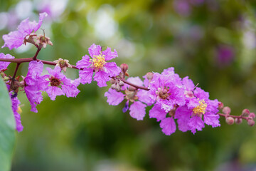 Beautiful blooming Lagerstroemia, or Crepe Myrtle, or Bunga Bungur, with stunning purple blossoms.