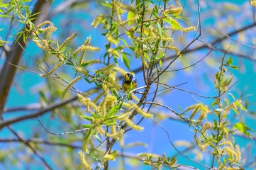 Northern Parula at Magee Marsh