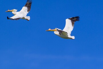 Fototapeta na wymiar American White Pelicans Flying over Magee Marsh.