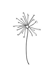 Dandelion flowers is hand drawn in continuous line art drawing style. Printable art.