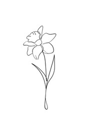 Daffodil flowers is hand drawn in continuous line art drawing style. Printable art.