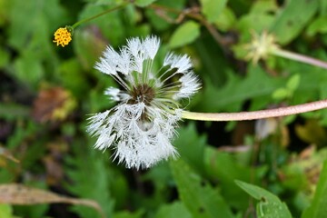 Dandelion fluff. The shapes created by nature are so beautiful and wonderful. Flower background material.