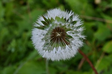 Dandelion fluff. The shapes created by nature are so beautiful and wonderful. Flower background material.