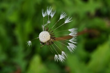 Dandelion fluff. The shapes created by nature are so beautiful and wonderful. Flower background material.