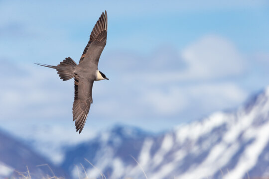 Long-tailed Jaeger