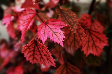 Red Maple leaves are in the garden