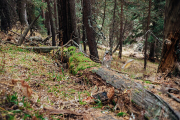 A large fallen tree broke at the base of the trunk in a forest or park. An old tree. Harvesting of timber.