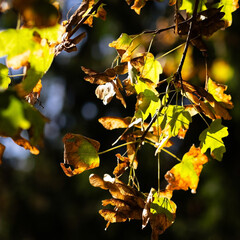 Acer campestre A detailed view of foliage on a majestic tree