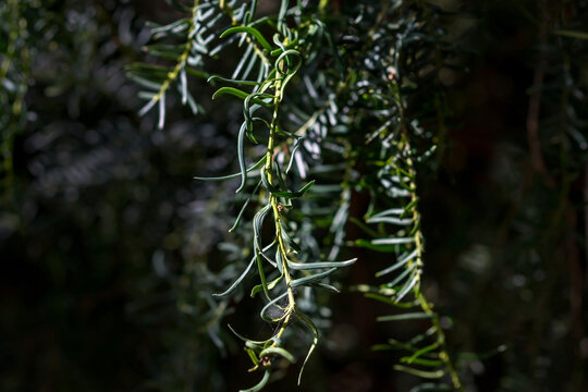 Taxus brevifolia A detailed shot of a tree branch with leaves and texture