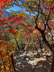 Autumn forest at Seoraksan national park