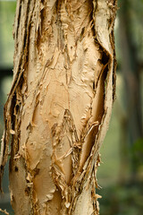 Melaleuca . Close-up of the trunk of a tea tree.