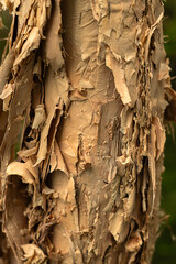 Close-up of the trunk of a tea tree. Melaleuca . Paperbark.