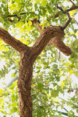 Large branch of a cork tree on the background of a crown