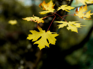yellow maple leaves