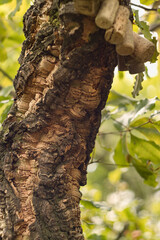 Obraz premium Trunk of a cork tree close-up. Quercus suber L.