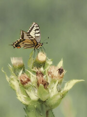 Swallowtail butterfly (Papilio machaon) - a species of day butterfly from the swallowtail butterfly (Papilionidae). It has yellow wings with black and blue patterns. Inhabits all of Europe, Asia