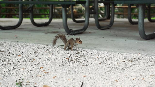 Florida Squirrel