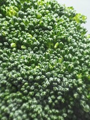 Fresh texture structure of broccoli