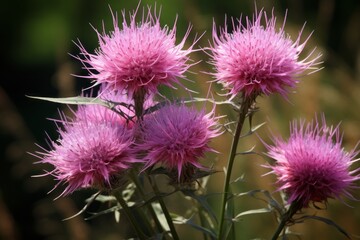 Orchid like blossoms of the knapweed Generative Ai