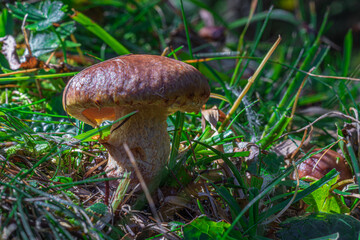 Closeup of mushroom in the forest