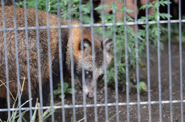 フェンスの中のたぬき