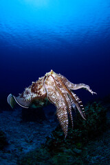 威嚇するコブシメ