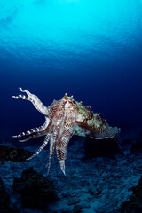 威嚇するコブシメ